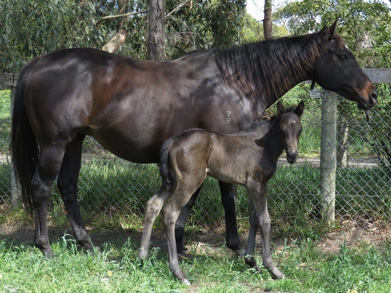 060 Sensational Jewel x Dandino brf 4-10 1d